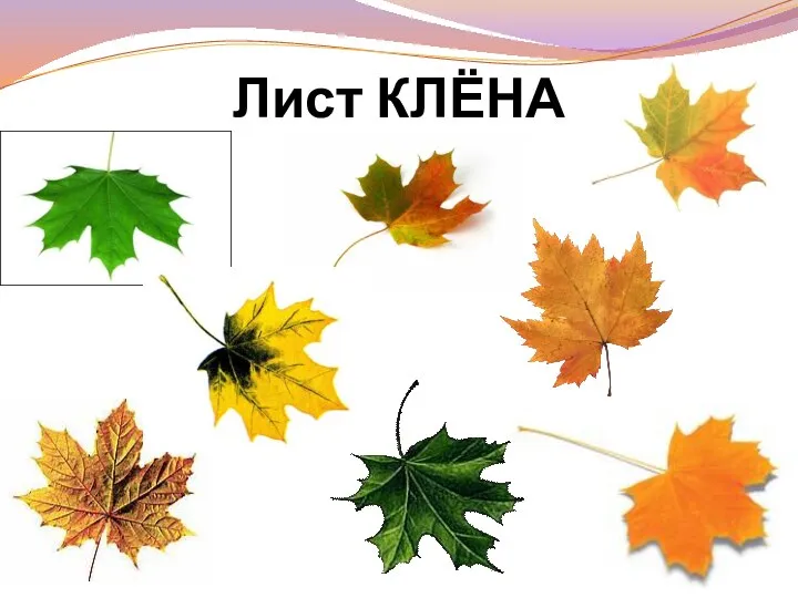 Лист КЛЁНА