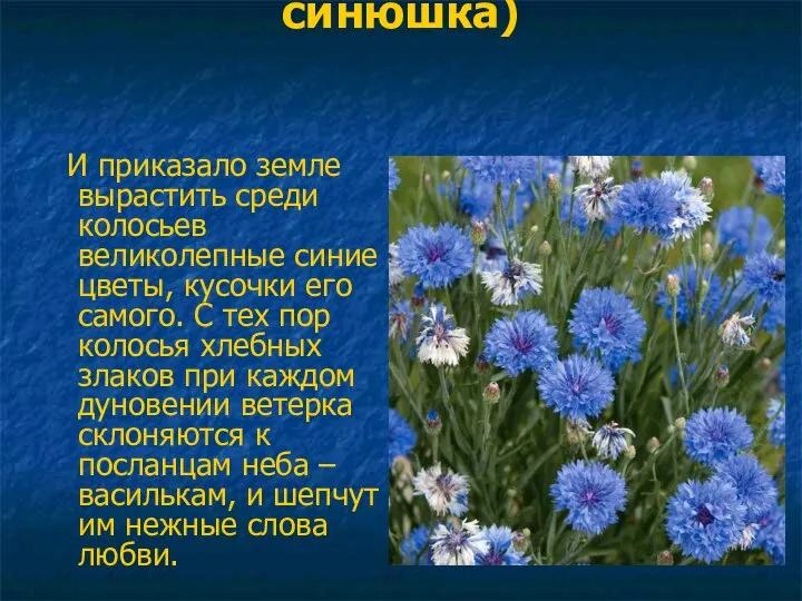 ВАСИЛЕК (волошка, синюшка) И приказало земле вырастить среди колосьев великолепные синие