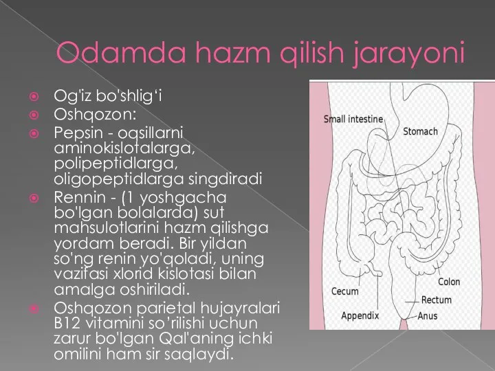 Odamda hazm qilish jarayoni Og'iz bo'shlig‘i Oshqozon: Pepsin - oqsillarni aminokislotalarga,