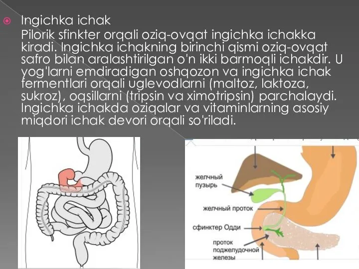 Ingichka ichak Pilorik sfinkter orqali oziq-ovqat ingichka ichakka kiradi. Ingichka ichakning