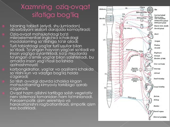 Xazmning oziq-ovqat sifatiga bog'liq tolaning tabiati (eriydi, shu jumladan) absorbsiyani sezilarli