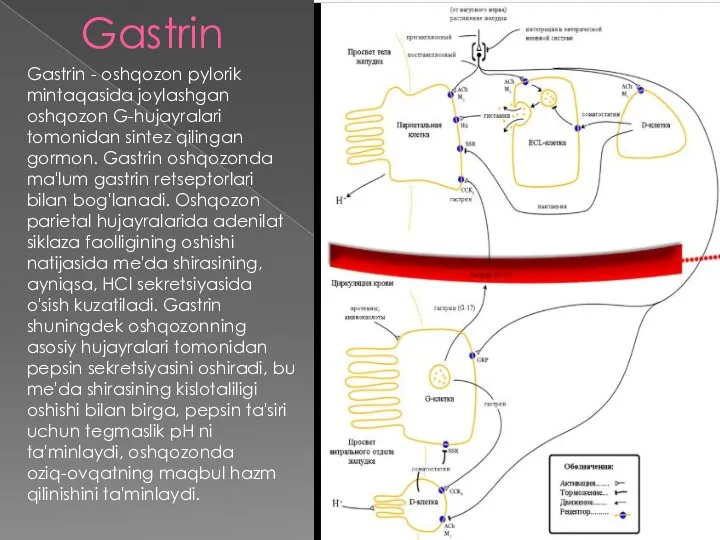 Gastrin Gastrin - oshqozon pylorik mintaqasida joylashgan oshqozon G-hujayralari tomonidan sintez