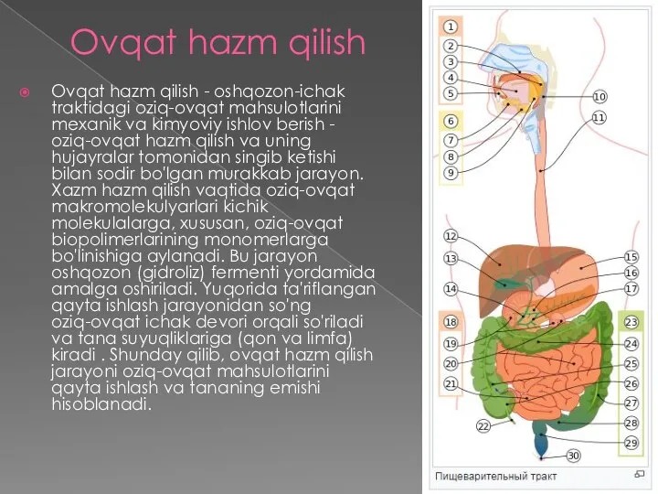 Ovqat hazm qilish Ovqat hazm qilish - oshqozon-ichak traktidagi oziq-ovqat mahsulotlarini