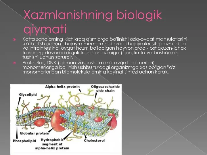 Xazmlanishning biologik qiymati Katta zarralarning kichikroq qismlarga bo'linishi oziq-ovqat mahsulotlarini so'rib