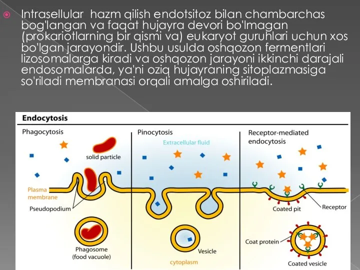 Intrasellular hazm qilish endotsitoz bilan chambarchas bog'langan va faqat hujayra devori