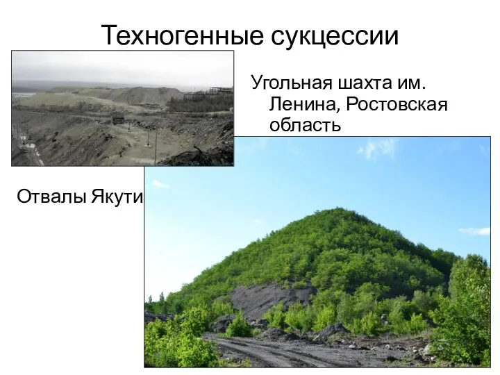 Техногенные сукцессии Отвалы Якутии Угольная шахта им.Ленина, Ростовская область