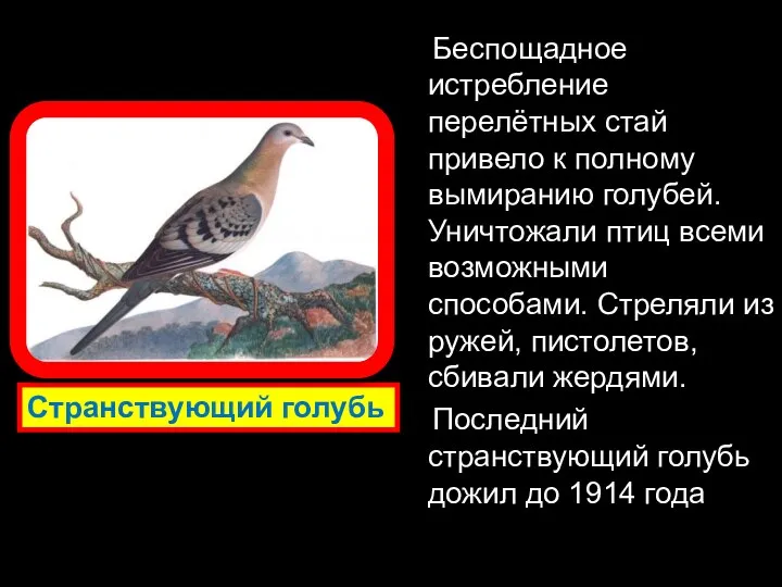 Беспощадное истребление перелётных стай привело к полному вымиранию голубей. Уничтожали птиц