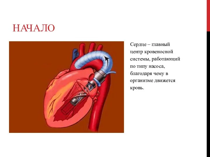 НАЧАЛО Сердце – главный центр кровеносной системы, работающий по типу насоса,