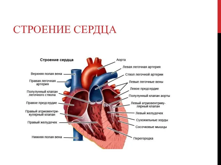 СТРОЕНИЕ СЕРДЦА