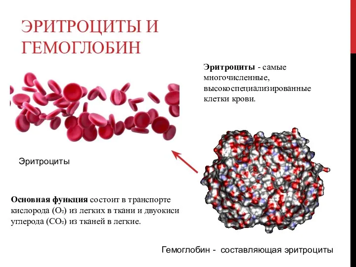 ЭРИТРОЦИТЫ И ГЕМОГЛОБИН Эритроциты Гемоглобин - составляющая эритроциты Эритроциты - самые