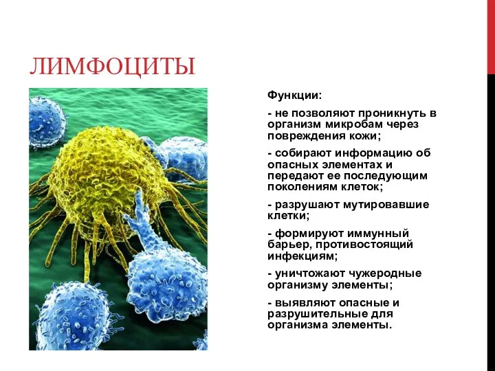 ЛИМФОЦИТЫ Функции: - не позволяют проникнуть в организм микробам через повреждения