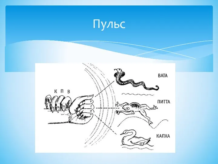 Пульс