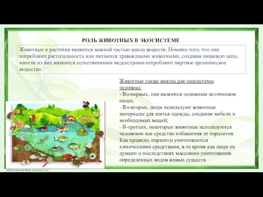 РОЛЬ ЖИВОТНЫХ В ЭКОСИСТЕМЕ Животные и растения являются важной частью цикла