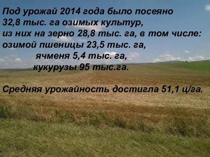 Под урожай 2014 года было посеяно 32,8 тыс. га озимых культур,