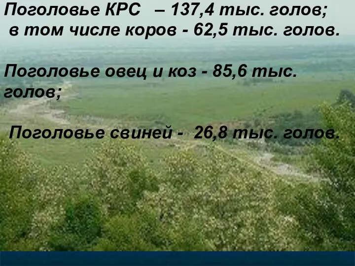 Поголовье КРС – 137,4 тыс. голов; в том числе коров -