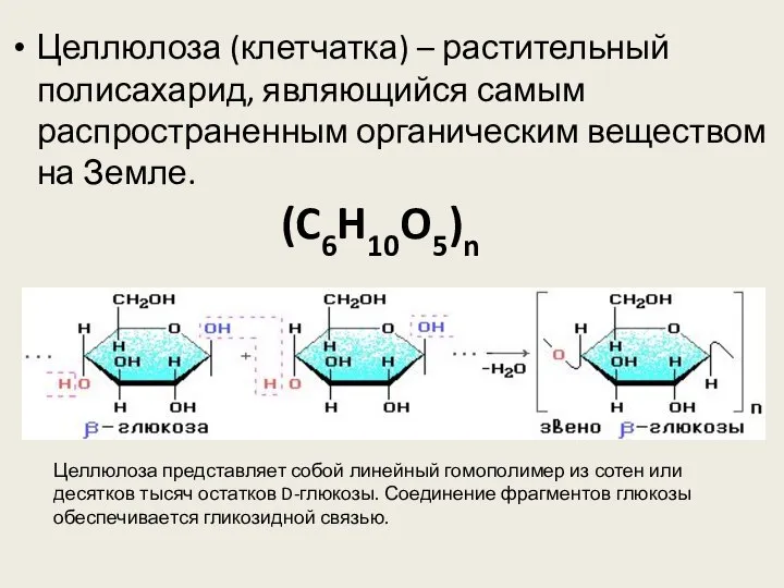 Целлюлоза (клетчатка) – растительный полисахарид, являющийся самым распространенным органическим веществом на