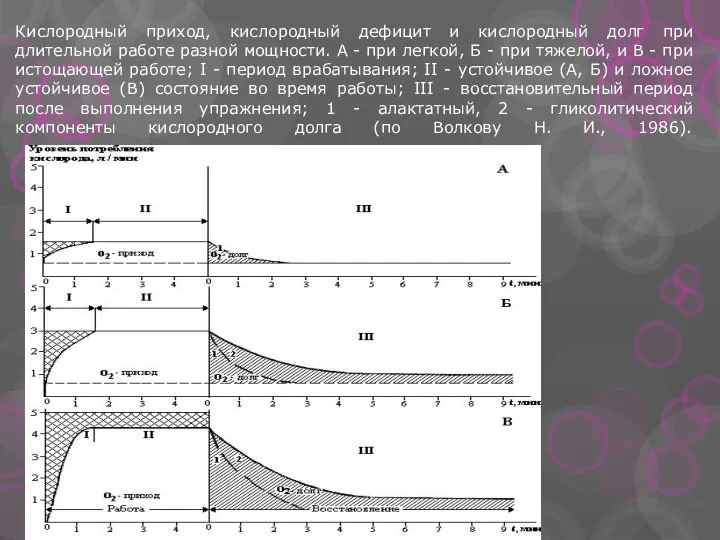 Кислородный приход, кислородный дефицит и кислородный долг при длительной работе разной