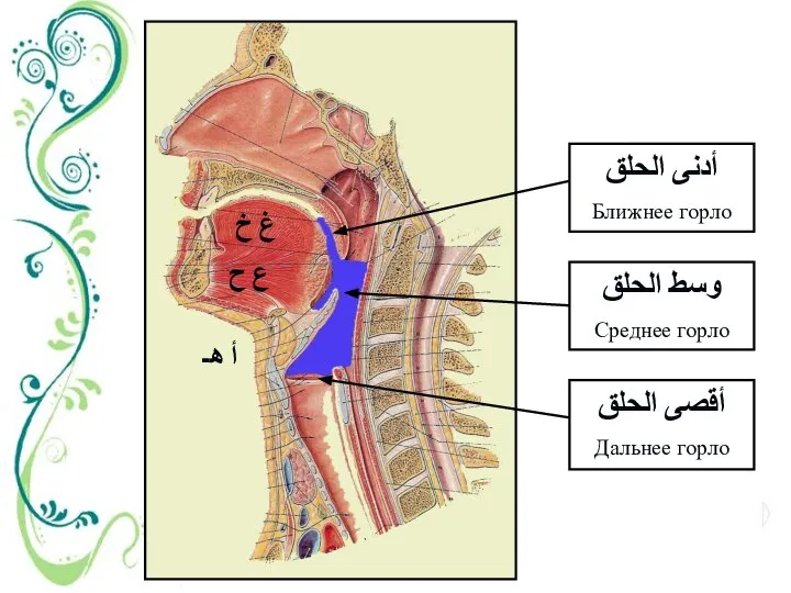 ع ح غ خ أ هـ أدنى الحلق Ближнее горло وسط