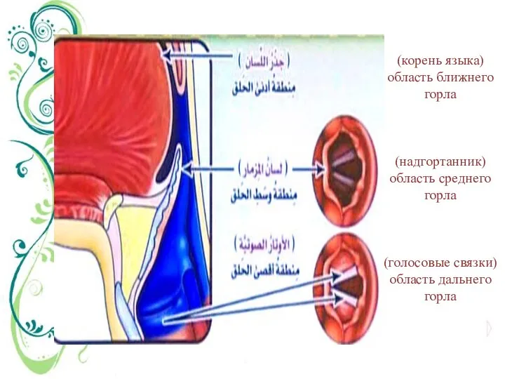 (корень языка) область ближнего горла (надгортанник) область среднего горла (голосовые связки) область дальнего горла