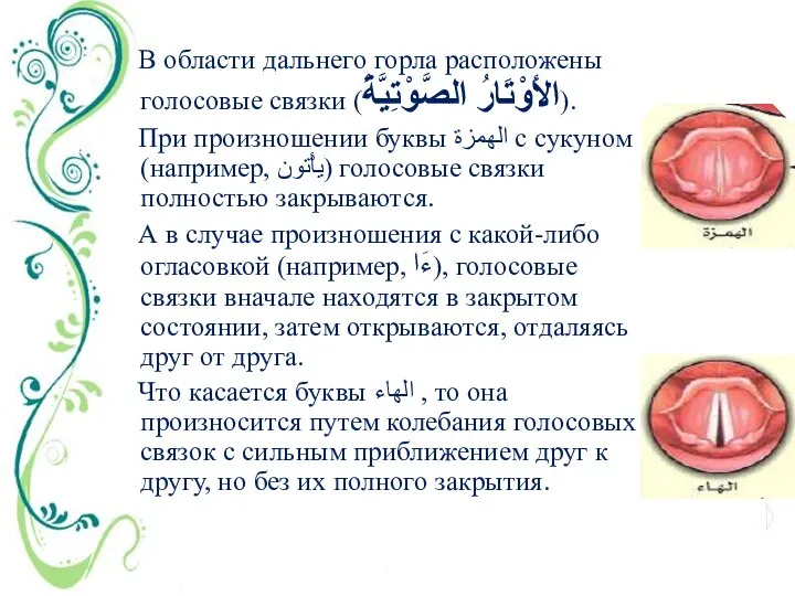 В области дальнего горла расположены голосовые связки (الأَوْتَارُ الصَّوْتِيَّةُ). При произношении