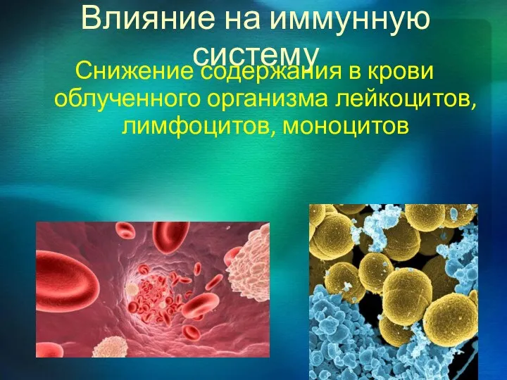 Влияние на иммунную систему Снижение содержания в крови облученного организма лейкоцитов, лимфоцитов, моноцитов