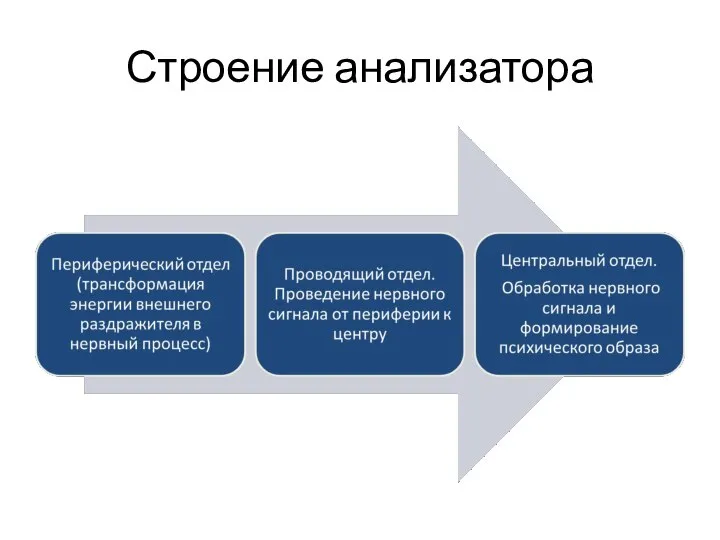 Строение анализатора