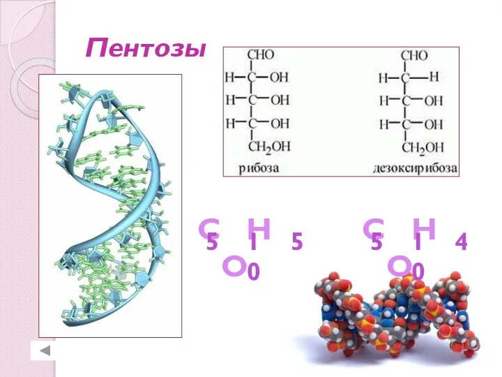 Пентозы