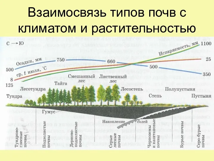 Взаимосвязь типов почв с климатом и растительностью