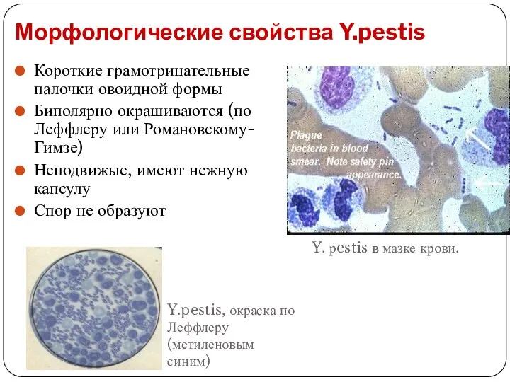 Морфологические свойства Y.pestis Короткие грамотрицательные палочки овоидной формы Биполярно окрашиваются (по
