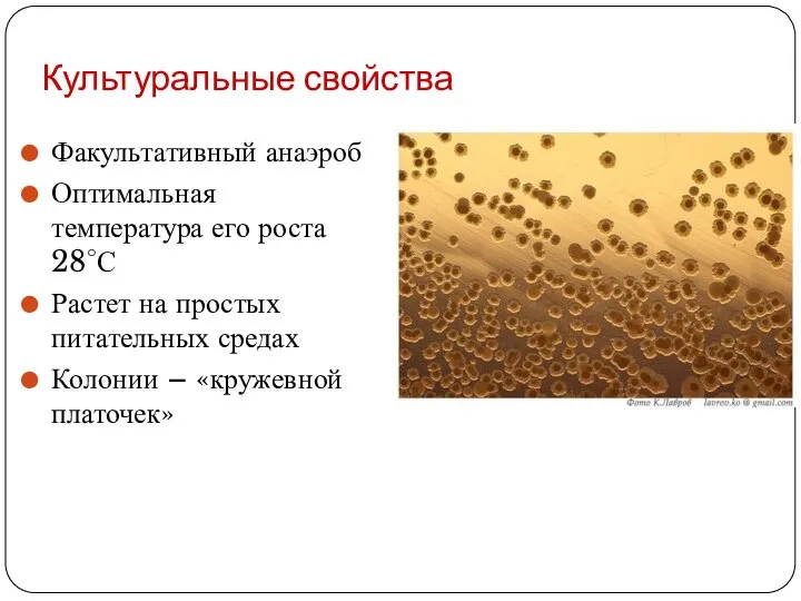 Культуральные свойства Факультативный анаэроб Оптимальная температура его роста 28°С Растет на