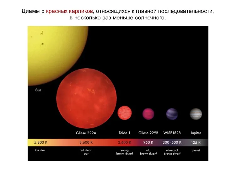 Диаметр красных карликов, относящихся к главной последовательности, в несколько раз меньше солнечного.