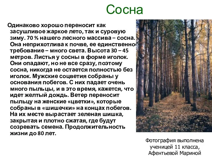 Сосна Одинаково хорошо переносит как засушливое жаркое лето, так и суровую