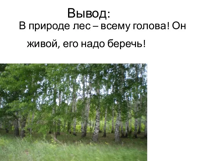 Вывод: В природе лес – всему голова! Он живой, его надо беречь!