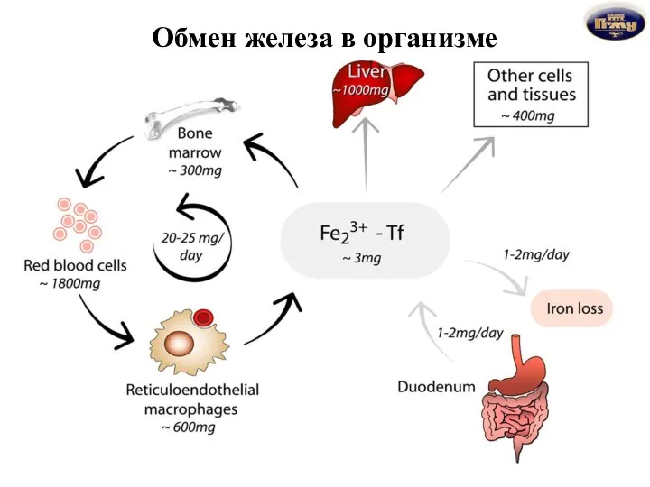 Обмен железа в организме