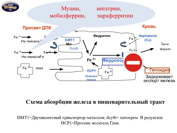 Просвет ДПК Энтероцит Кровь Fe 2+ Fe 2+ Не гемовое Fe