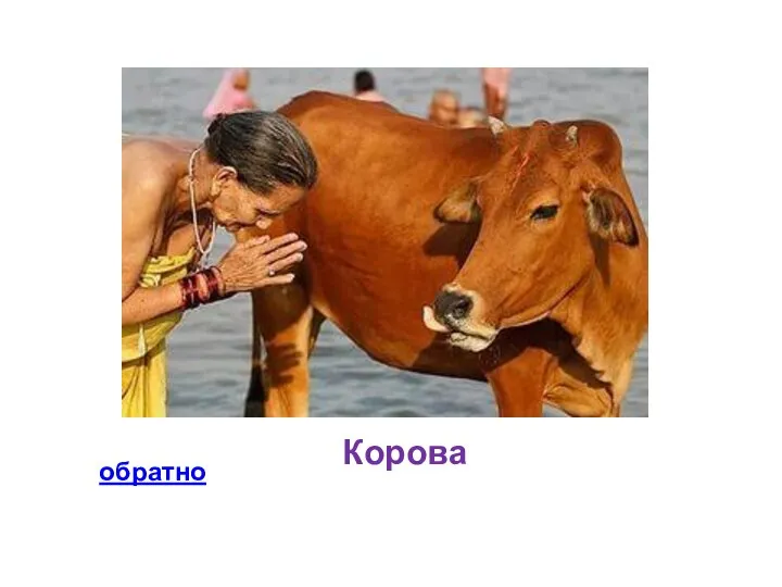 Корова обратно