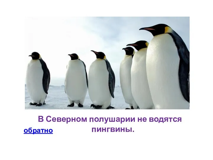 В Северном полушарии не водятся пингвины. обратно