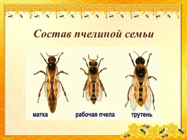 Состав пчелиной семьи