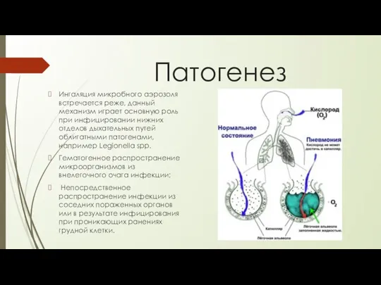 Патогенез Ингаляция микробного аэрозоля встречается реже, данный механизм играет основную роль