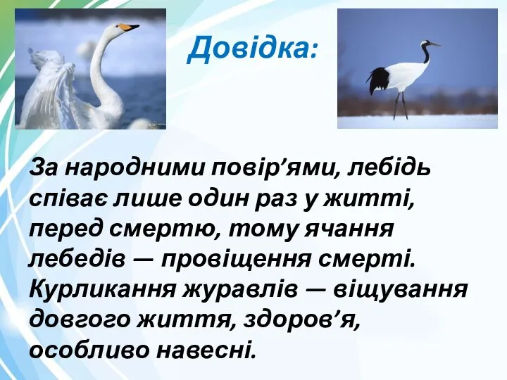 Довідка: За народними повір’ями, лебідь співає лише один раз у житті,