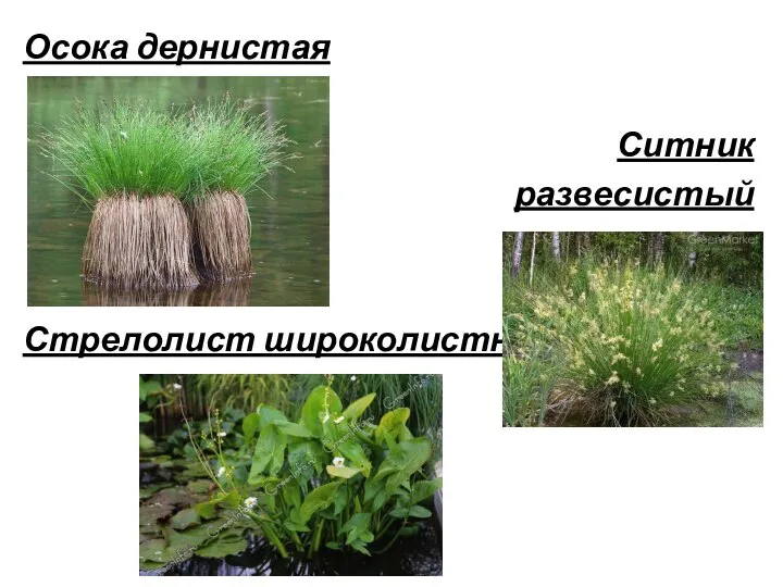 Осока дернистая Ситник развесистый Стрелолист широколистный