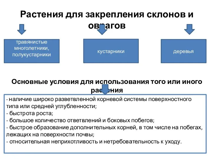 Растения для закрепления склонов и оврагов травянистые многолетники, полукустарники кустарники деревья