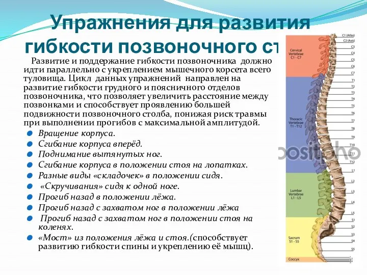 Упражнения для развития гибкости позвоночного столба. Развитие и поддержание гибкости позвоночника