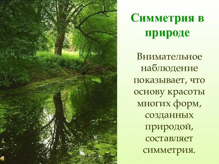 Симметрия в природе Внимательное наблюдение показывает, что основу красоты многих форм, созданных природой, составляет симметрия.