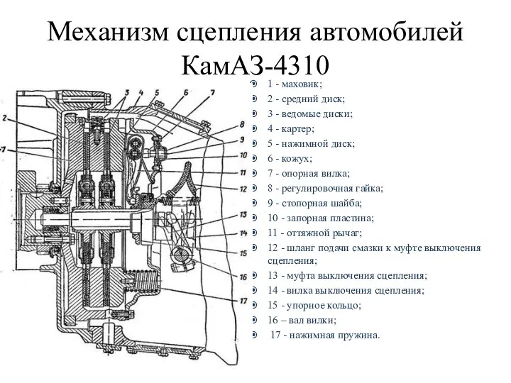 Механизм сцепления автомобилей КамАЗ-4310 1 - маховик; 2 - средний диск;
