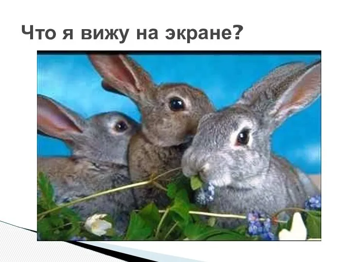 Что я вижу на экране?