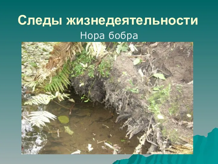 Следы жизнедеятельности Нора бобра