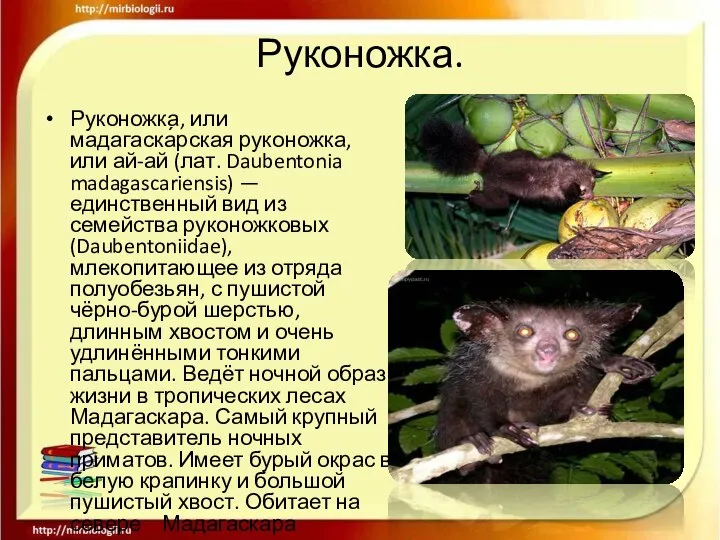 Руконожка. Руконожка, или мадагаска́рская руконожка, или ай-ай (лат. Daubentonia madagascariensis) —