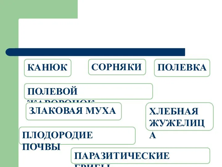 Биотический фактор СОРНЯКИ ПОЛЕВОЙ ЖАВОРОНОК ПЛОДОРОДИЕ ПОЧВЫ КАНЮК ХЛЕБНАЯ ЖУЖЕЛИЦА ЗЛАКОВАЯ МУХА ПОЛЕВКА ПАРАЗИТИЧЕСКИЕ ГРИБЫ