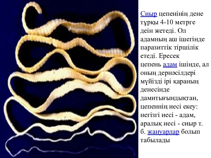Сиыр цепенінің дене тұрқы 4-10 метрге деін жетеді. Ол адамның аш